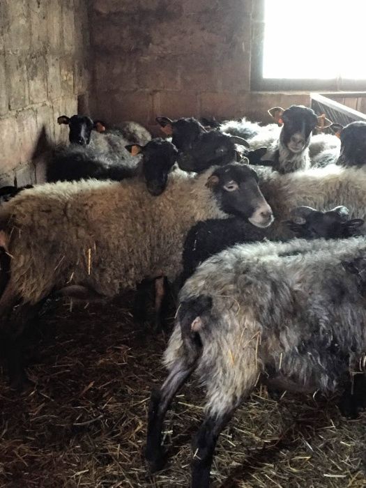 Owce wrzosówki i inne na sprzedaż