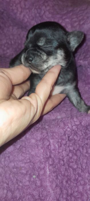 Chihuahua Macho Preto Afogueado c/LOP