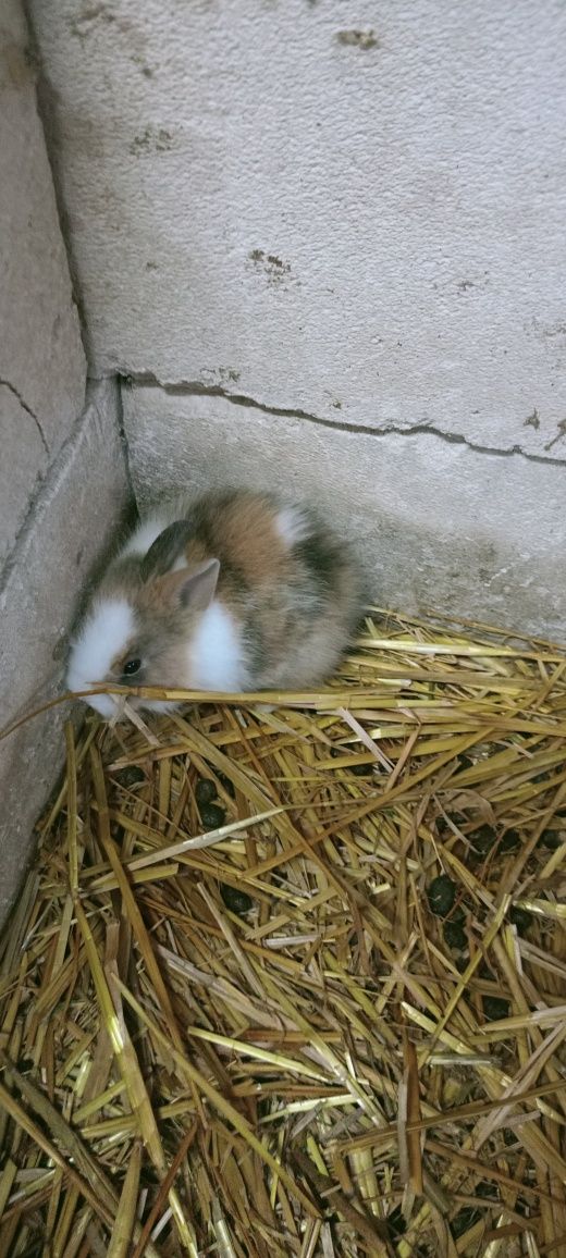 Króliki miniaturki