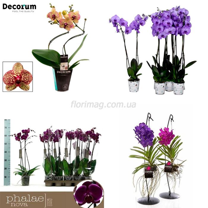 Цветы и Растения, Орхидеи оптом из Голландии, Европы, Азии, Китая, ЕС