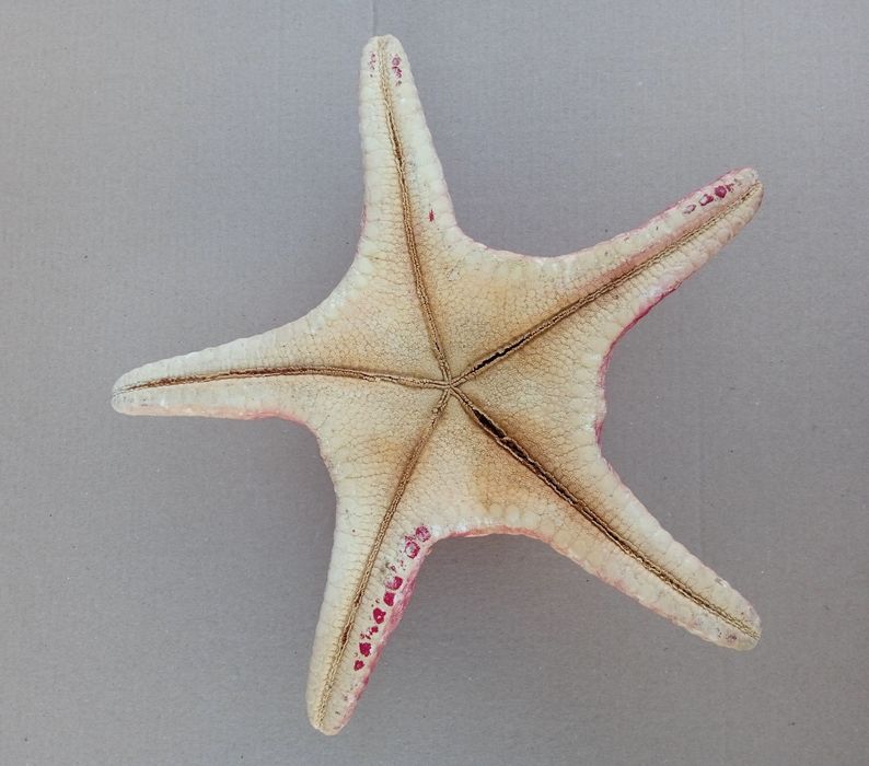 Морская звезда большая.