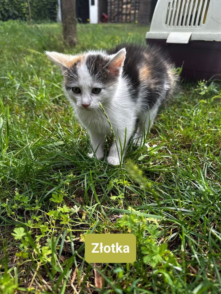 Małe koteczki do adopcji