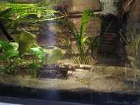 Akwarium 60x30x30 z pokrywą filtrem i roślinami.