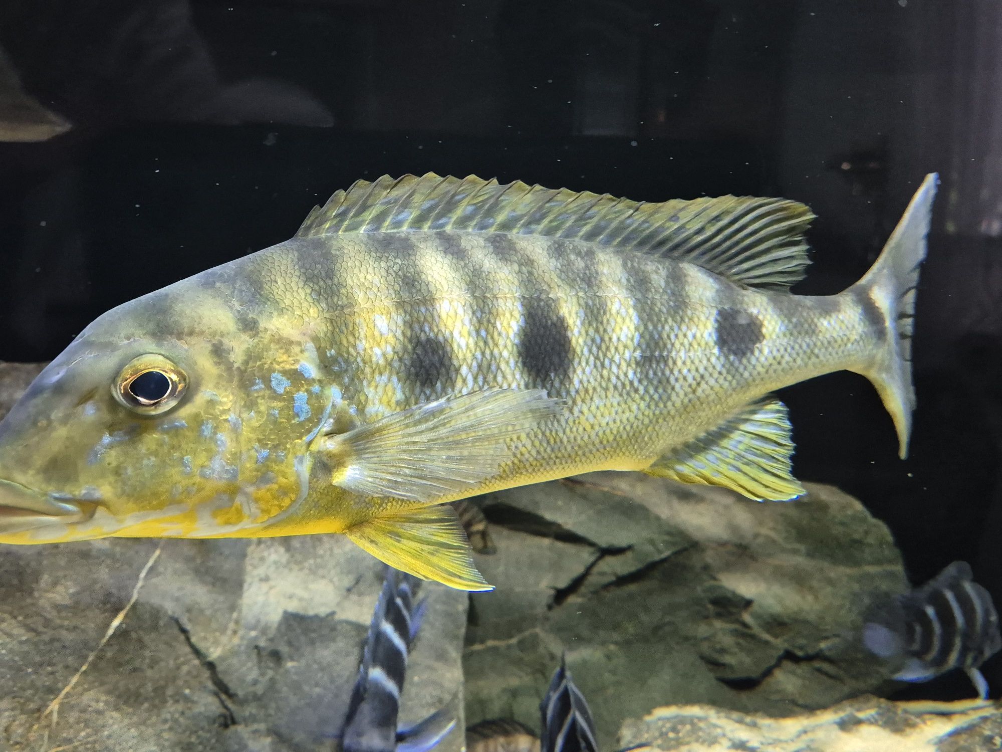 Boulengerochromis microlepis