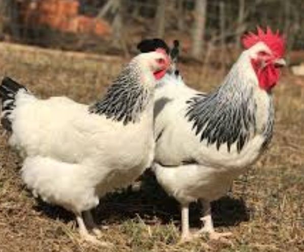 Опт інкубаційне яйце Домінанти сусекс