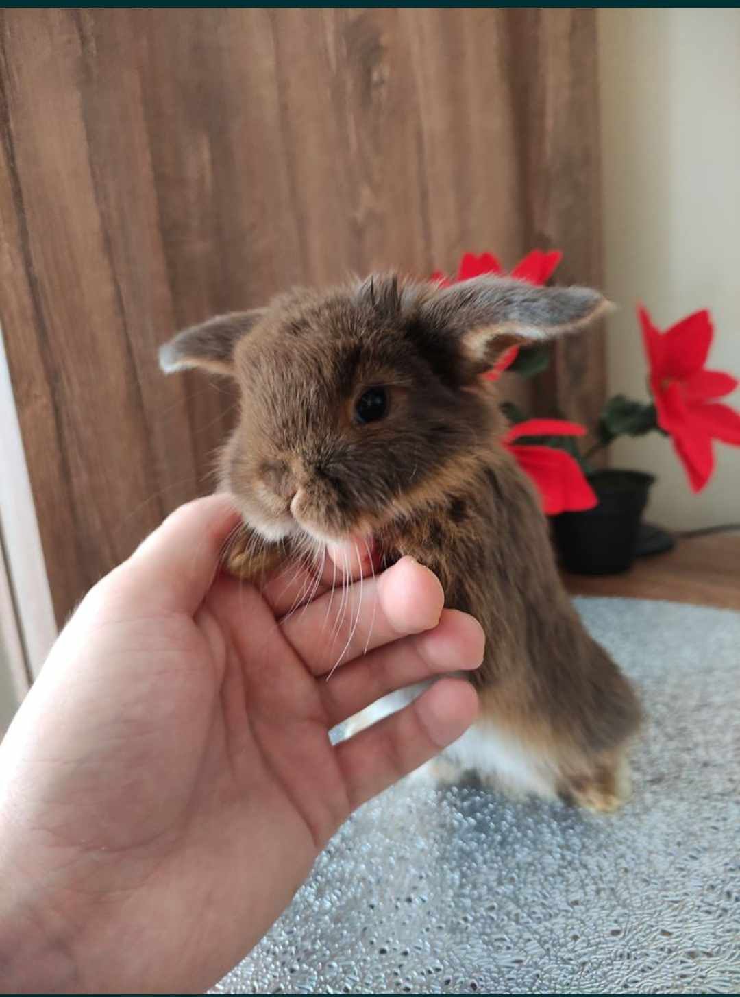 Mini lop króliki karzełek miniaturka baranek hodowla
