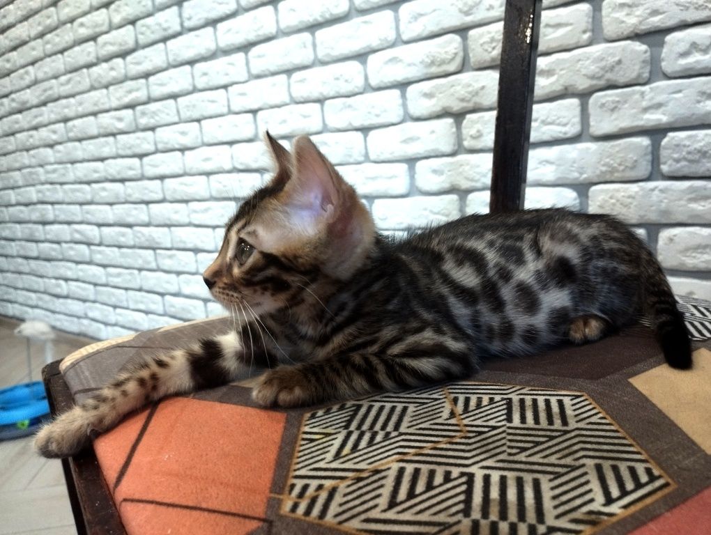 Бенгальские котята