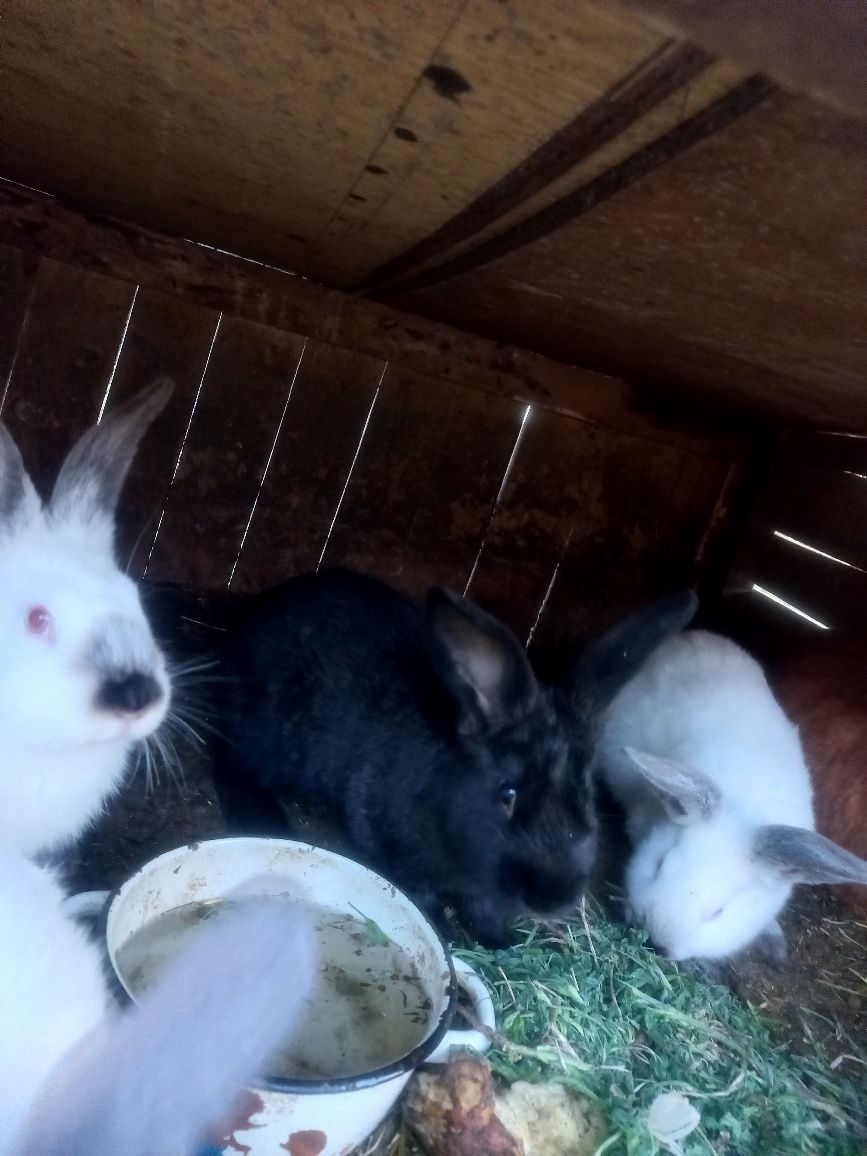 Кролики трьохмісячні