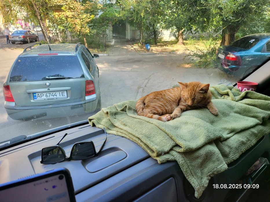 Прилаштовується котик