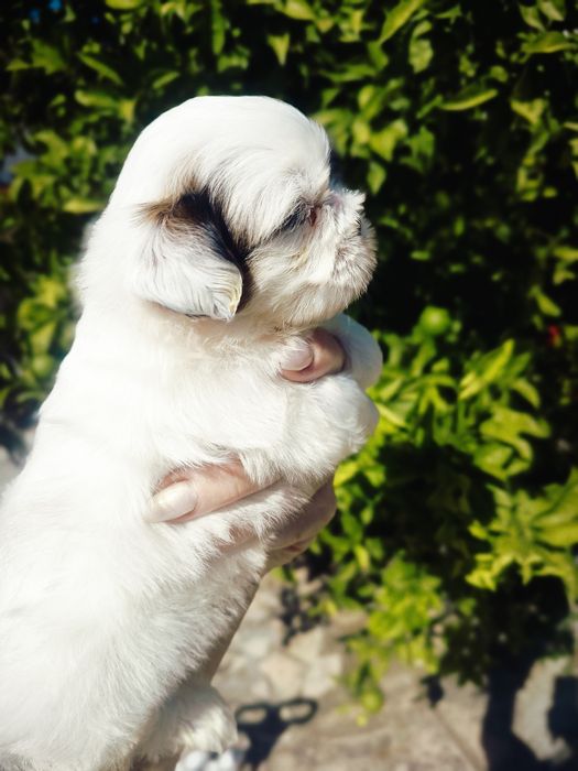 Shih tzu lindíssimo,vacinado e desparasitado