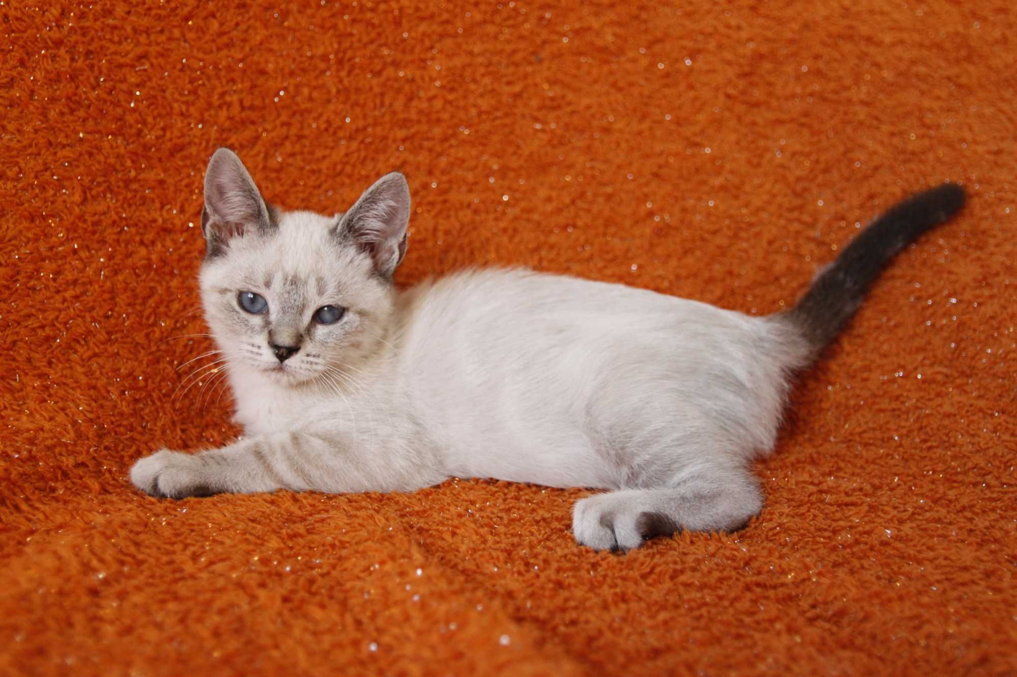 Gatinha 3 meses - adoção responsável BRAGA