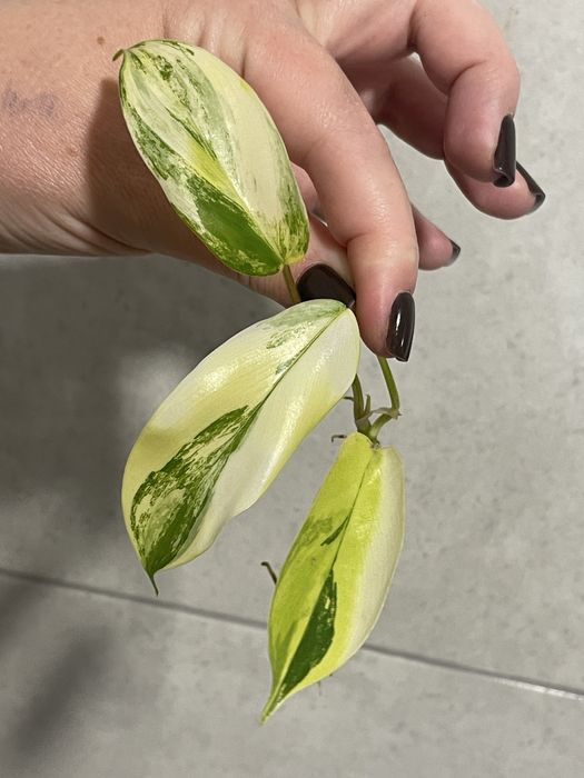 Филодендрон Magic mask Магічная маска