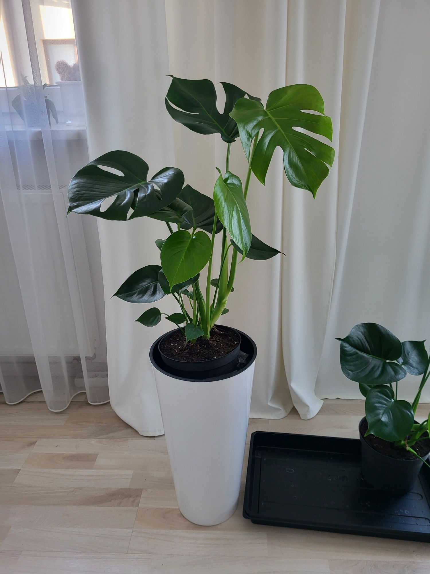 Monstera  około 80-90cm