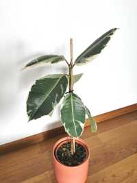 Ficus elastica + GRATIS inne