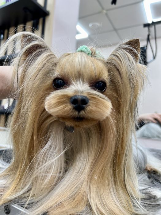 Вʼязка міні Йоркшырский терьер Йорк Йоркширский терьер