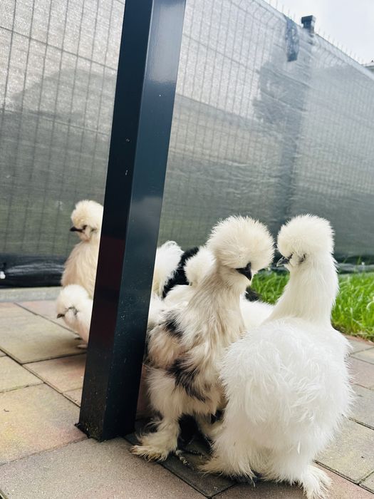 Kury silki splash biala