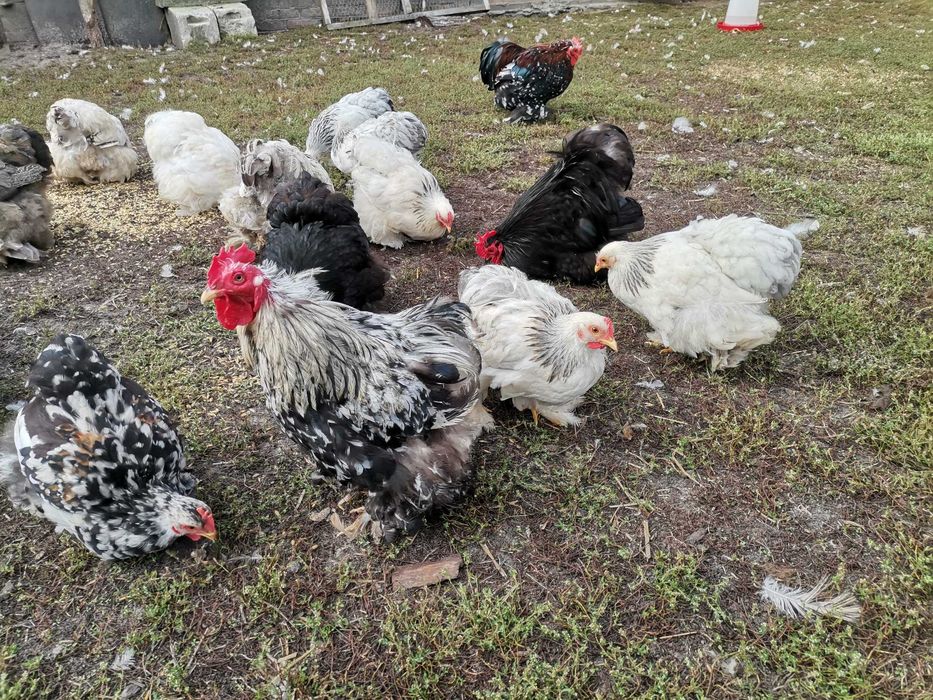 Kochin miniaturowy karzełek