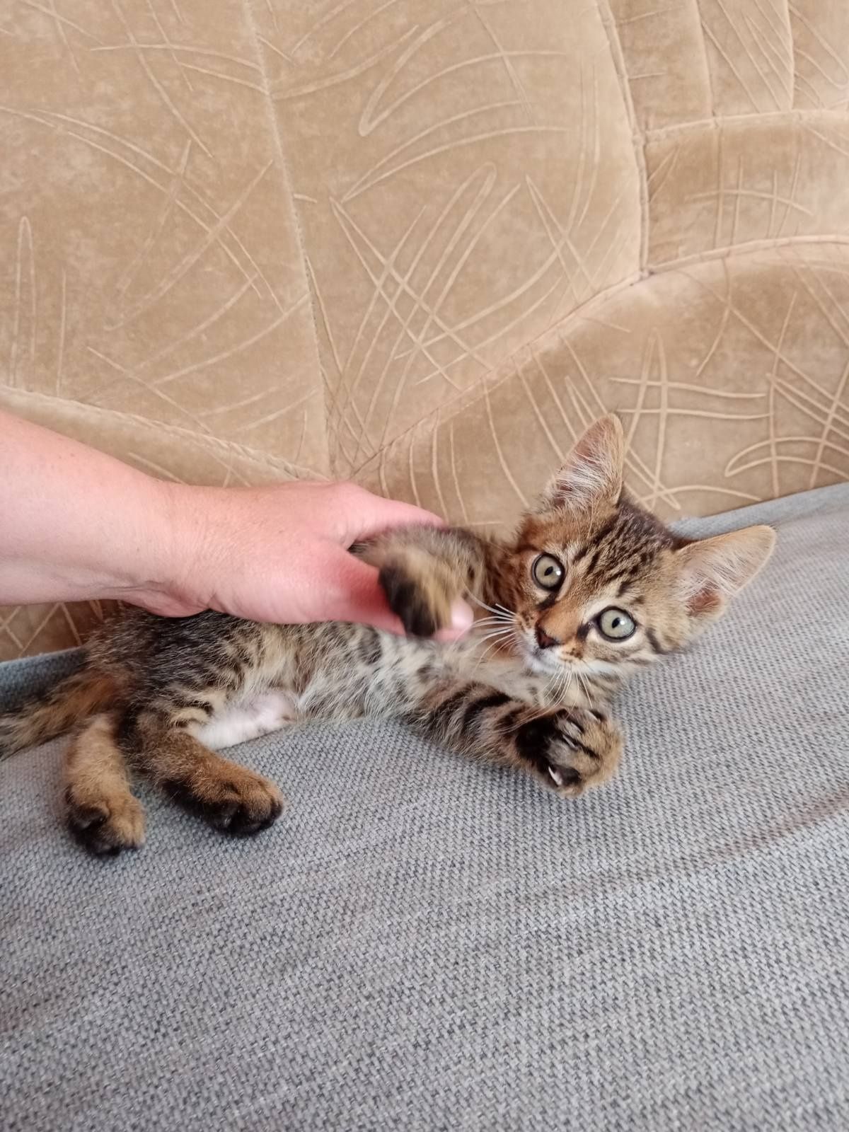 Кошеня. Хлопчик.