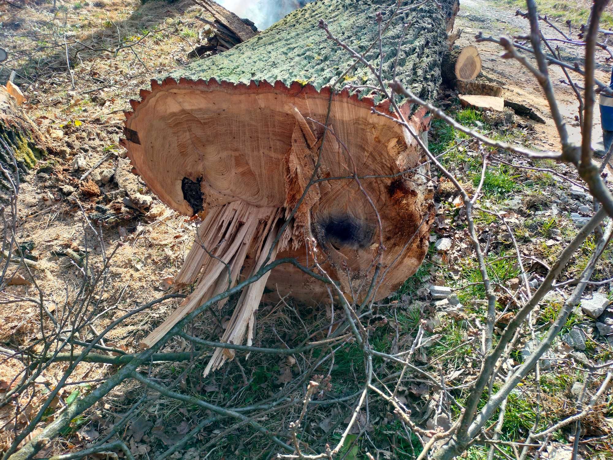 Wycinka i pielęgnacja drzew metodą alpinistyczną arborysta