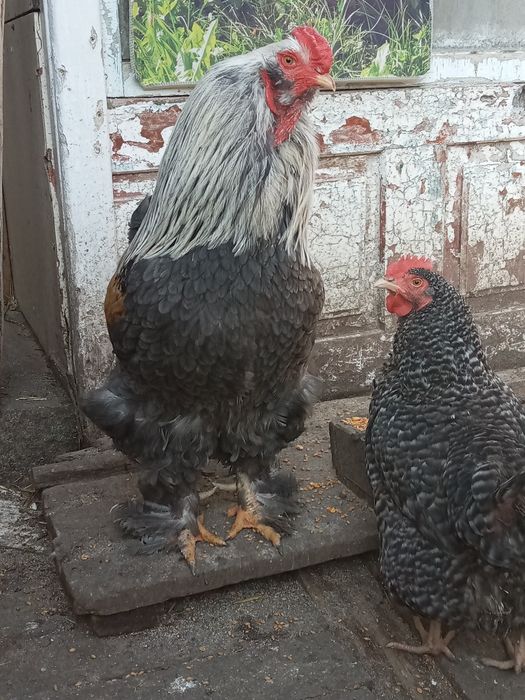 Інкубаційне яйце курей