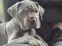 Suczka CANE CORSO ITALIANO FCI po Championach