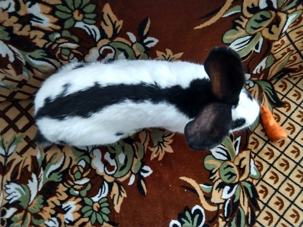 Самчик НСВ(німецький строкатий велетень).