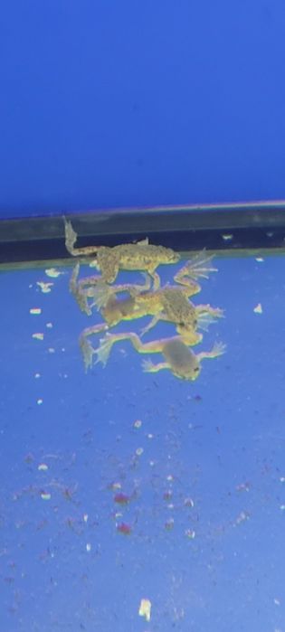 Karlik szponiasty  żaba