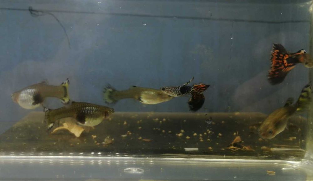 Guppy  2 Machos e 4 Fêmeas  5€