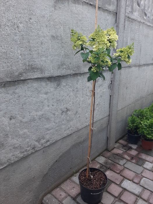 Гортензія волотиста на штамбі з квіткою