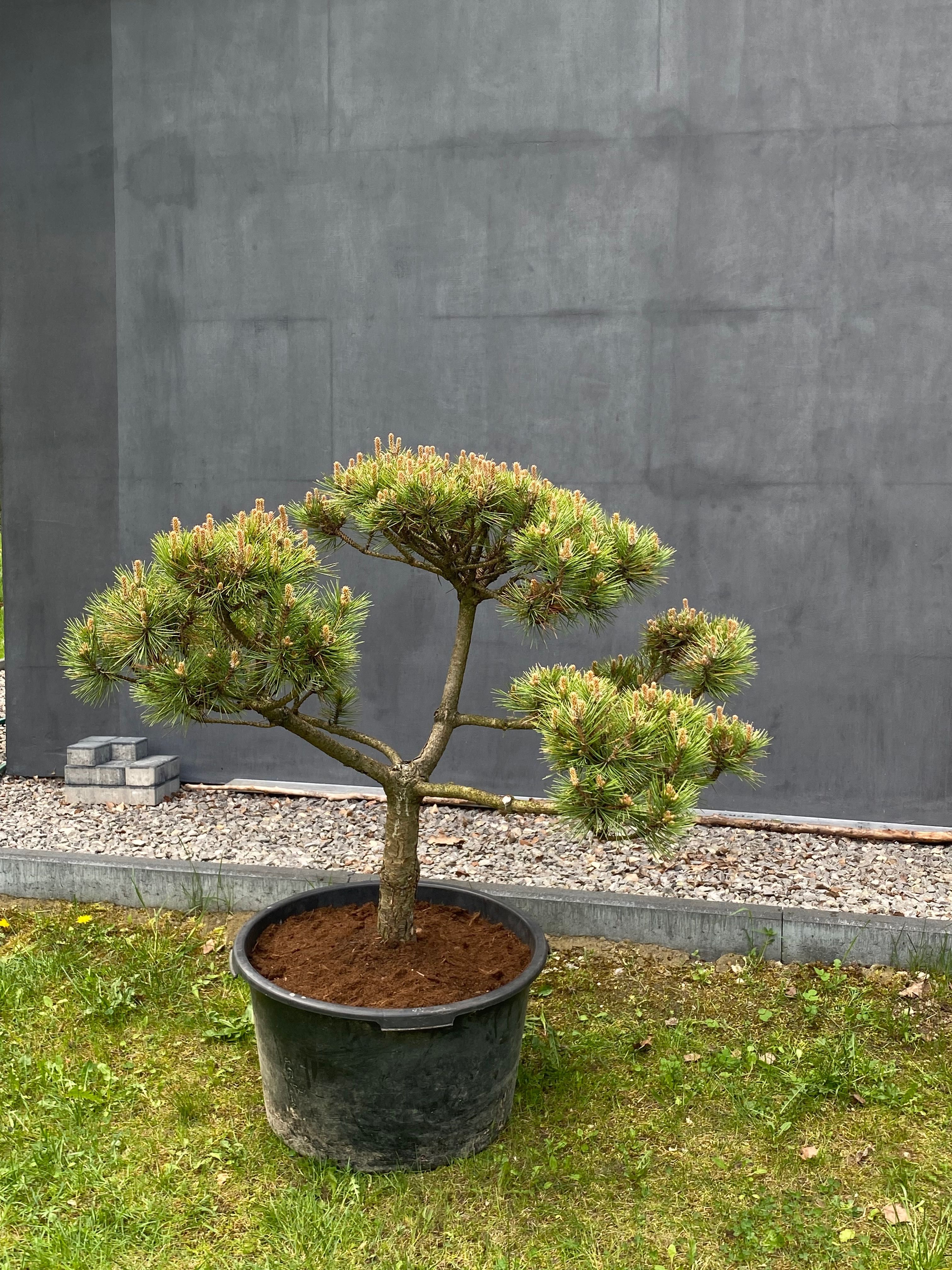 Sosna górska kosodrzewina Bonsai Pinus Mugo