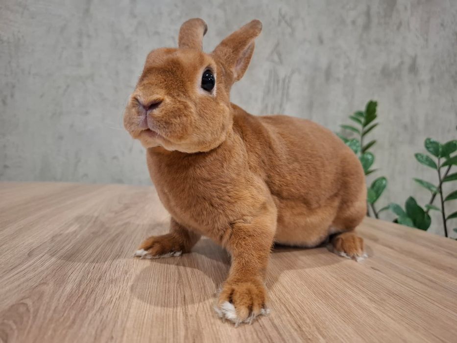 karzełek rex Orange Pomarańczowy króliczek mini lop królik miniaturka