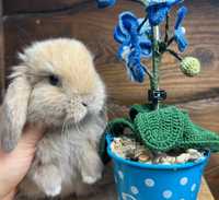 Teddy karzełek mini lop króliki miniaturowe