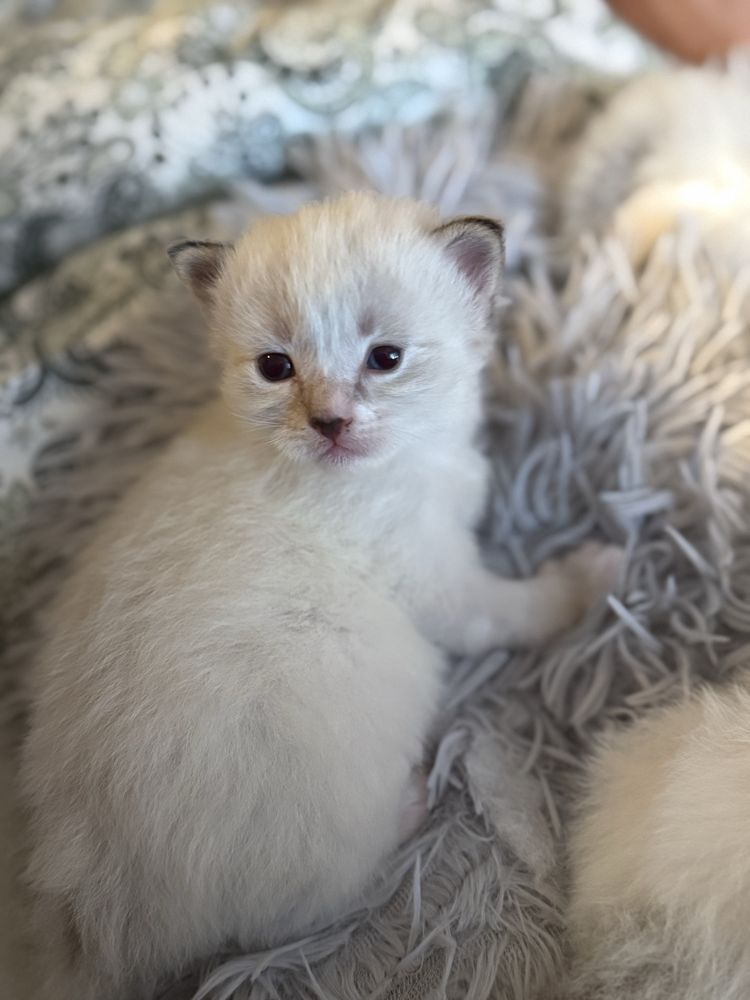 Ragdoll kocurek