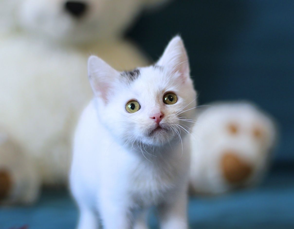 2-mies. koteczka poleca się do adopcji.