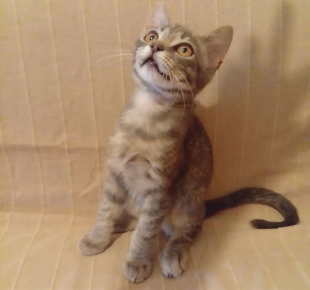Gatinho bebé para adoção responsável