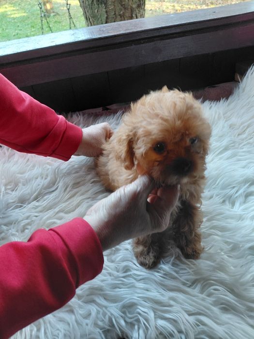 Cavapoo -  malutka sunia