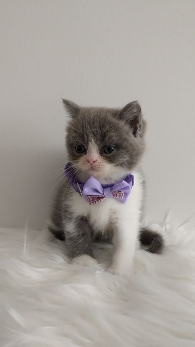 Kotka kot brytyjski krótkowłosy FPL