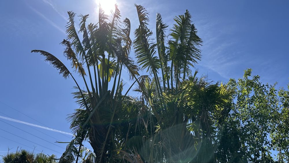 Ravenala madagascariensis* árvore-do-viajante* - Exemplares
