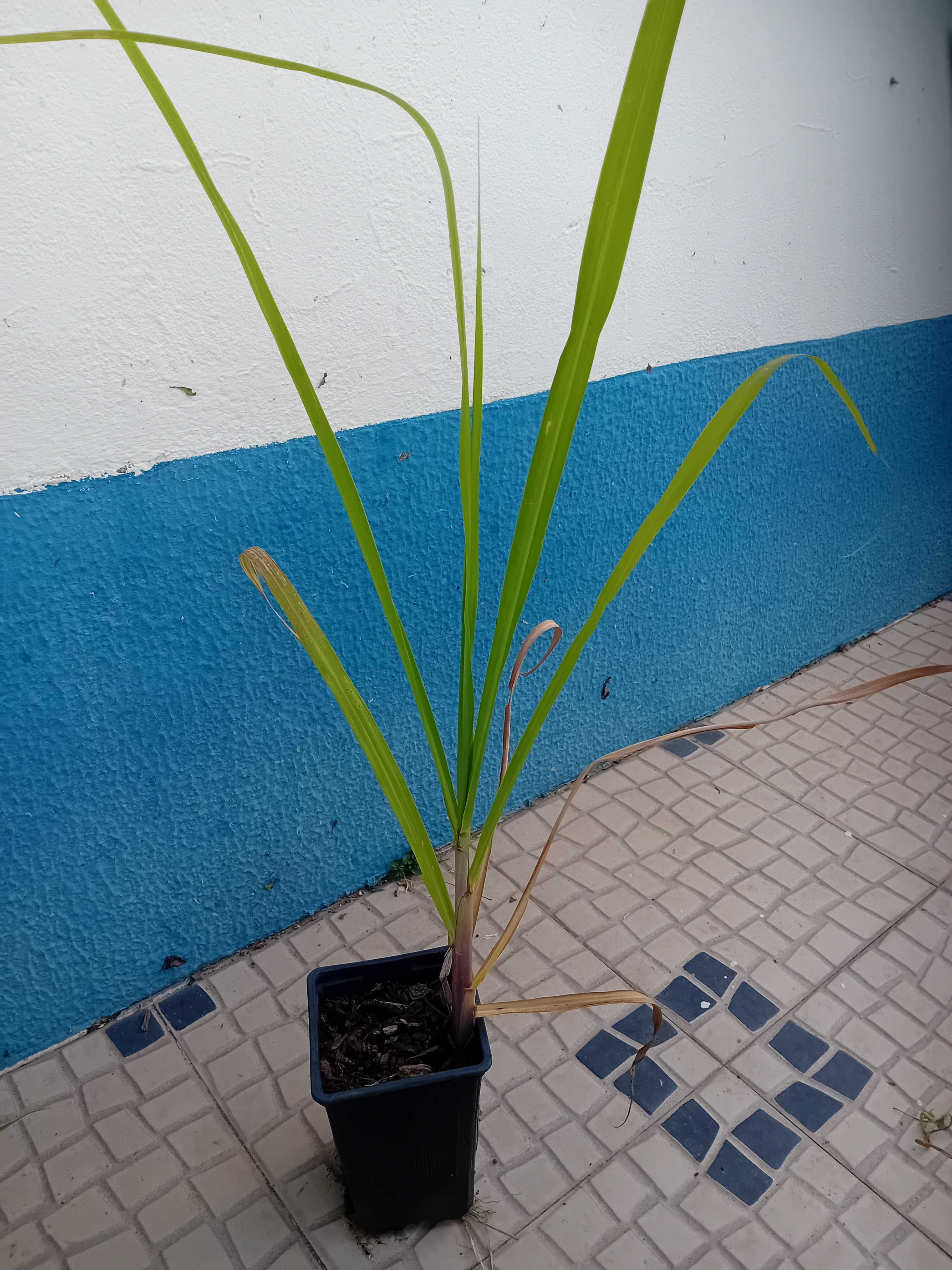 Cana de acucar planta