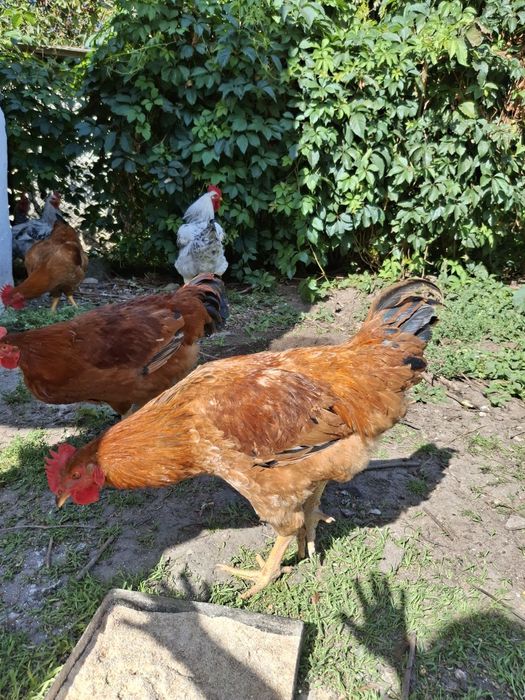 Продам півники молоденькі