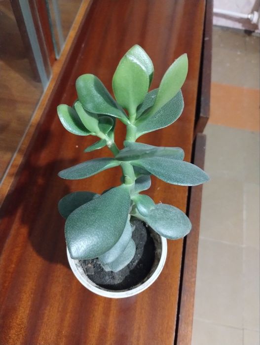 Денежное дерево растение