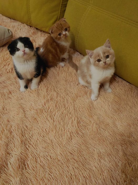 Шотландські кошенята