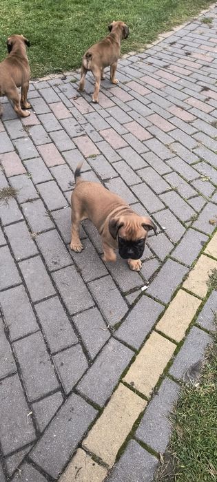 Suczka bokser szczenię