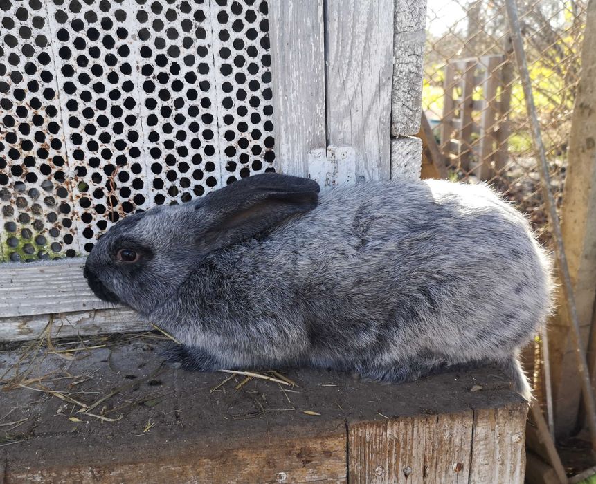 Самці полтавське срібло кролі