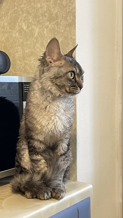 Вязка Девон Рекс