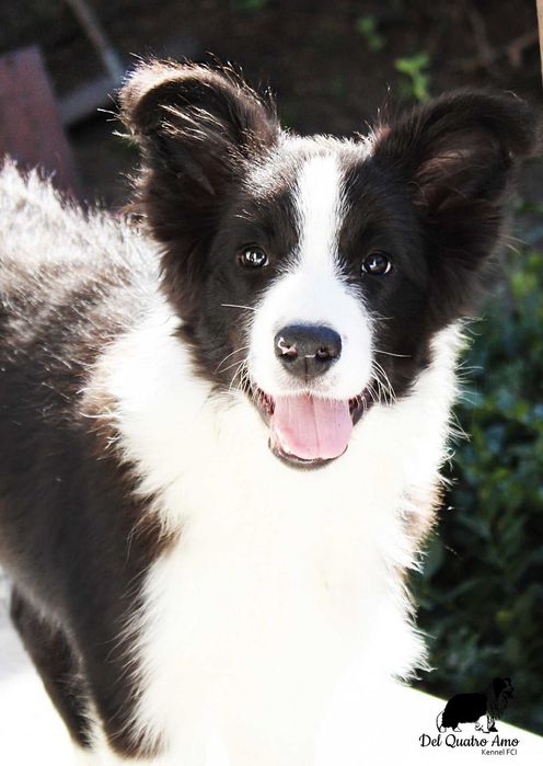 Border collie mały przystojniak NASIR - ZKwP - gotowy do zmiany domu