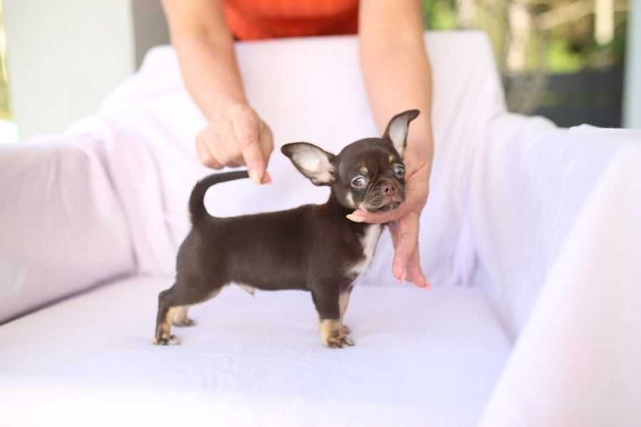 Chihuahua czekoladowy piesek krótkowłosy, FCI ZKWP