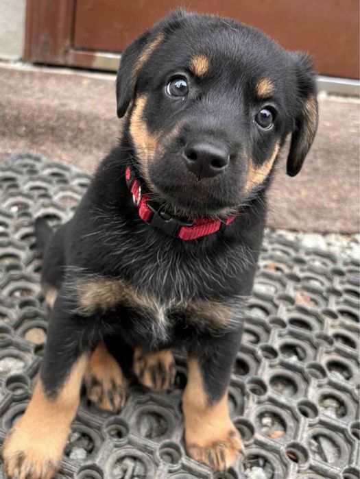 Oddam Szczeniaki mieszanka Owczarka Niemieckiego z Terier Myśliwski