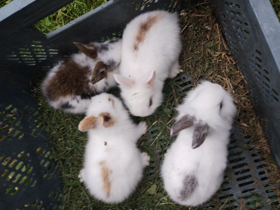króliczki miniaturki