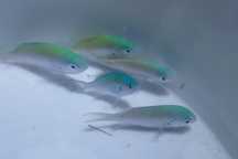 Chromis viridis - ryba - akwarium morskie